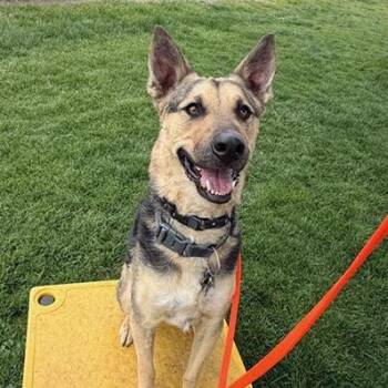 Referral - Scooby -  German Shepherd Dog and Hound Dog for Adoption in Broomfield, Colorado - Referral - Scooby | PetCurious
