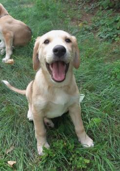 Pearl -  Labrador Retriever and Husky Dog for Adoption in Bancroft, Ontario - Pearl | PetCurious