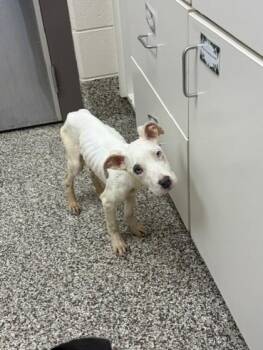 Winter -  Pit Bull Terrier and Mixed Breed Dog for Adoption in Westland, Michigan - Winter | PetCurious