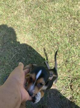Flint -  Jack Russell Terrier Dog for Adoption in Sanford, Florida - Flint | PetCurious