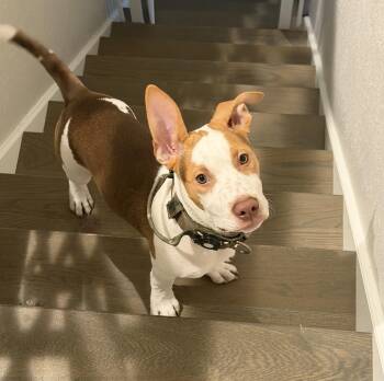 Spud -  Mixed Breed Dog for Adoption in Longview, Texas - Spud | PetCurious