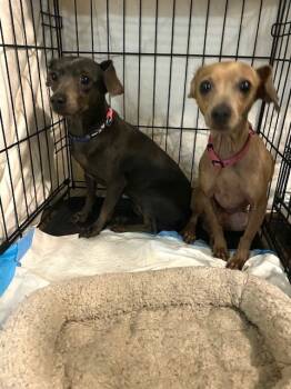 Rescue Dachshund and Chihuahua Dogs for Adoption in Long Beach, Mississippi - Ethel | PetCurious