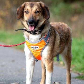 Tessa -  Corgi and Spaniel Dog for Adoption in Morristown, New Jersey - Tessa | PetCurious