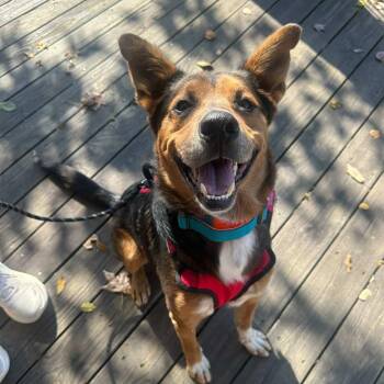 Rescue Shepherd and Catahoula Leopard Dog Dogs for Adoption in Columbia, South Carolina - Jake From State Farm | PetCurious