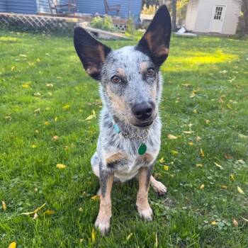 Flash -  Australian Cattle Dog Blue Heeler and Mixed Breed Dog for Adoption in Buffalo, Minnesota - Flash | PetCurious