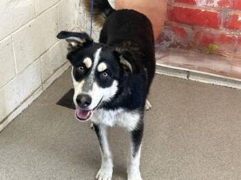 Australian Shepherd Dogs Available for Adoption in San Bernardino, California - DALTON | PetCurious