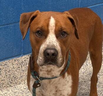 Doozer -  Boxer and Pointer Dog for Adoption in Golden, Colorado - Doozer | PetCurious