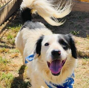 Spaniel and Mixed Breed Dogs Available for Adoption in Seneca, South Carolina - Mario $85 | PetCurious
