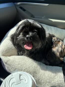Maltese Dogs Available for Adoption in Minneapolis, Minnesota - Guacamole | PetCurious