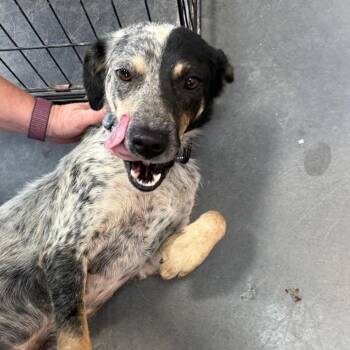 Kirra -  Border Collie and Australian Cattle Dog Blue Heeler Dog for Adoption in Normal, Illinois - Kirra | PetCurious