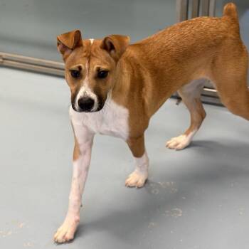 Mixed Breed Dogs Available for Adoption in Brownsboro, Alabama - Peter | PetCurious
