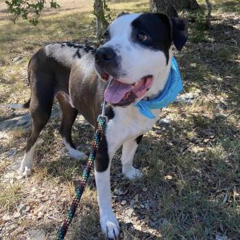Mickey JuM -  Pit Bull Terrier and American Bulldog Dog for Adoption in Austin, Texas - Mickey JuM | PetCurious