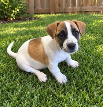 Sally -  Terrier Dog for Adoption in El Cajon, California - Sally | PetCurious