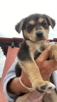 Pepper -  Border Collie Dog for Adoption in Rollingwood, Texas - Pepper | PetCurious