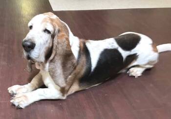 Basset Hound Dogs Available for Adoption in Hamilton, New Jersey - LOUIS | PetCurious