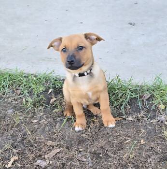 Rescue Terrier and Dachshund Dogs for Adoption in Jamestown, North Dakota - Griffin | PetCurious
