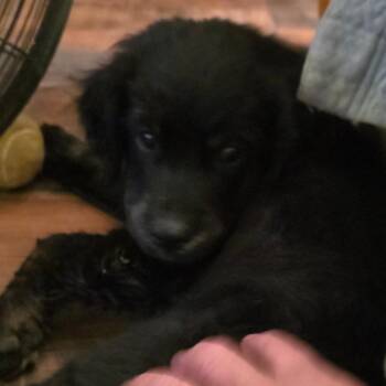 2 -  Golden Retriever and Australian Shepherd Dog for Adoption in Goltry, Oklahoma - 2 | PetCurious