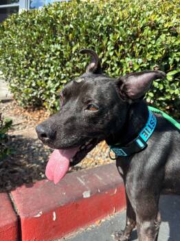 Rescue Pit Bull Terrier Dogs for Adoption in Rancho Santa Margarita, California - Kobe | PetCurious