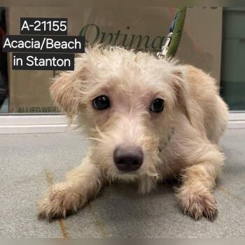 Terrier and Dachshund Dogs Available for Adoption in Westminster, California - WAGS-Stray-21154_2 | PetCurious