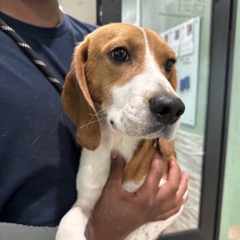 Chowder aka LLP4 0770 -  Beagle Dog for Adoption in Loxahatchee Groves, Florida - Chowder Aka LLP4 0770 | PetCurious