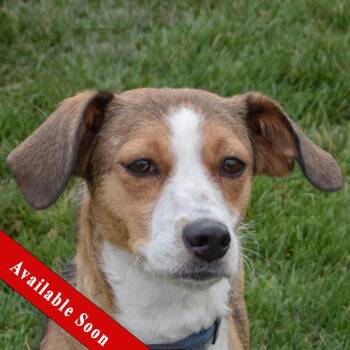 Rescue Australian Shepherd and Shetland Sheepdog Sheltie Dogs for Adoption in Huntley, Illinois - Fia | PetCurious