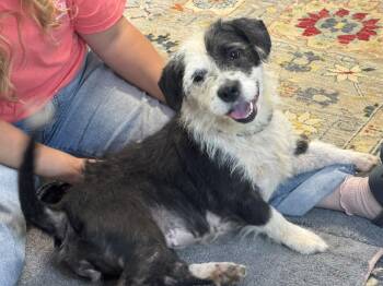 Moon Pie -  Mixed Breed Dog for Adoption in Meherrin, Virginia - Moon Pie | PetCurious