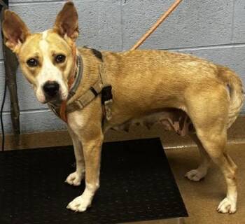 Gally -  Mixed Breed Dog for Adoption in Chamblee, Georgia - Gally | PetCurious