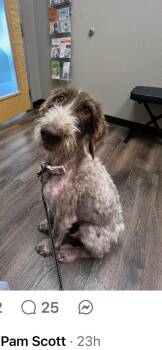 Cheyenne -  German Longhaired Pointer Dog for Adoption in Plano, Texas - Cheyenne | PetCurious