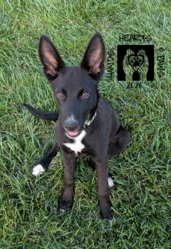 Jack Reacher -  Shepherd Dog for Adoption in Omaha, Nebraska - Jack Reacher | PetCurious