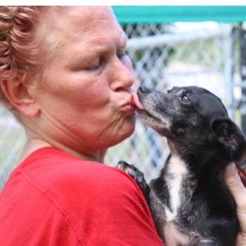 Rescue Chihuahua Dogs for Adoption in Humacao, Humacao - Molly | PetCurious