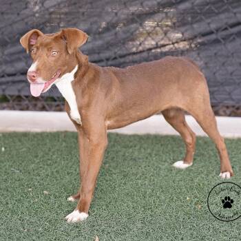 Nutella -  Terrier and Mixed Breed Dog for Adoption in Portland, Oregon - Nutella | PetCurious
