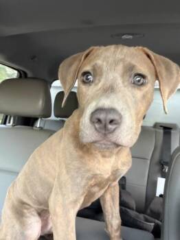Benny -  Pit Bull Terrier and Mixed Breed Dog for Adoption in Atlanta, Georgia - Benny | PetCurious