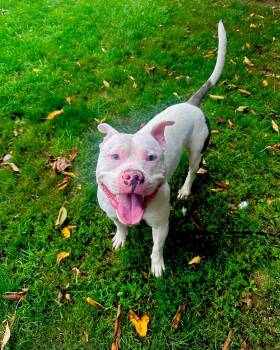 Ghost -  Pit Bull Terrier Dog for Adoption in Myerstown, Pennsylvania - Ghost | PetCurious