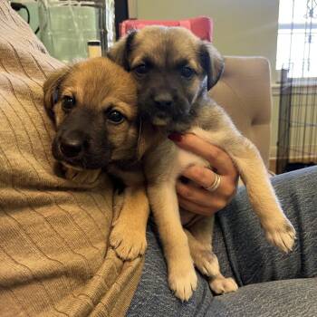 Brittney -  Shepherd and Mixed Breed Dog for Adoption in Fayetteville, Arkansas - Brittney | PetCurious