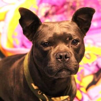 26-01440 -  Terrier Dog for Adoption in Fredericksburg, Virginia - 26-01440 | PetCurious