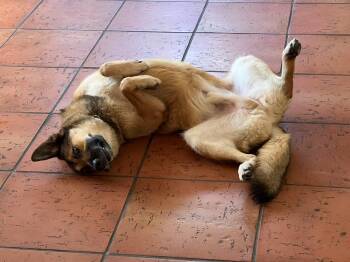 Rescue German Shepherd Dog Dogs for Adoption in Rancho Cucamonga, California - Bowser | PetCurious