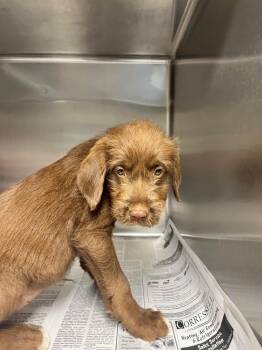 Chocolate Labrador Retriever Dogs Available for Adoption in Hopkinsville, Kentucky - Flower | PetCurious