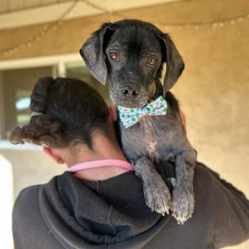 Nathan Francis -  Pug Dog for Adoption in Ramona, California - Nathan Francis | PetCurious