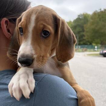 Boone -  American Foxhound Dog for Adoption in Gloucester, Virginia - Boone | PetCurious