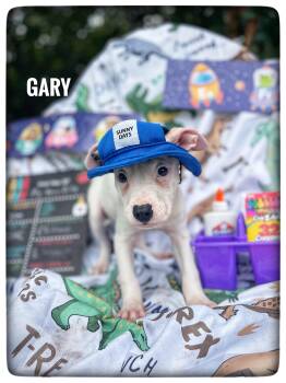 Gary -  American Staffordshire Terrier Dog for Adoption in Sebring, Florida - Gary | PetCurious