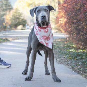 Weimaraner and Labrador Retriever Dogs Available for Adoption - Yuki | PetCurious