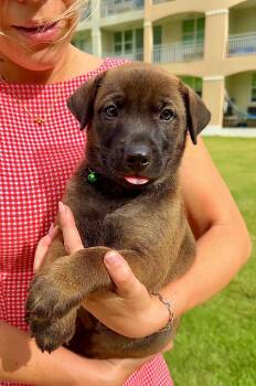 Labrador Retriever and Shepherd Dogs Available for Adoption in Isabela, Isabela - Brownie - Cute As Pie, Boy Puppy *LOW FEE* | PetCurious