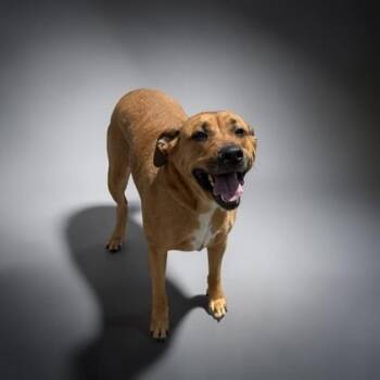 Emmy -  Black Mouth Cur and Mixed Breed Dog for Adoption in Cumberland, Maryland - Emmy | PetCurious