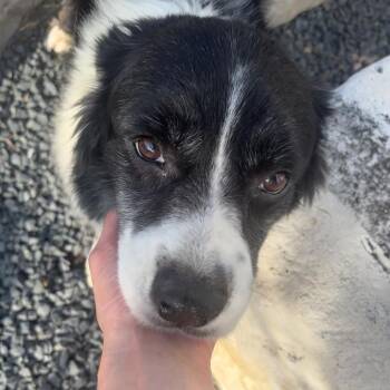 Jelly Roll -  Border Collie and Mixed Breed Dog for Adoption in Austin, Texas - Jelly Roll | PetCurious