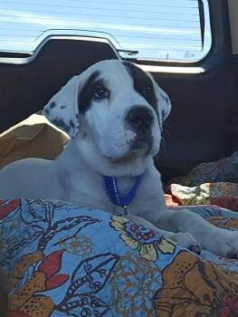Scout -  Shar Pei and Terrier Dog for Adoption in Oswego, Illinois - Scout | PetCurious