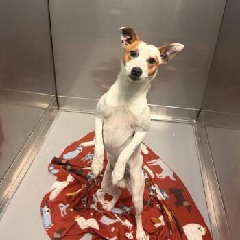 One Wish Willow -  Mixed Breed Dog for Adoption in Davenport, Iowa - One Wish Willow | PetCurious