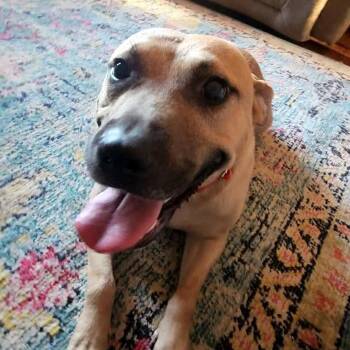 Elliott -  Mixed Breed Dog for Adoption in Northwood, New Hampshire - Elliott | PetCurious