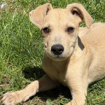 Australian Shepherd and Mixed Breed Dogs Available for Adoption in Stormville, New York - NY Peter Pan Avail Apr 25 (Tractor Supply Patterson) | PetCurious