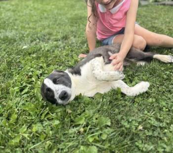 Jade -  Australian Cattle Dog Blue Heeler and Hound Dog for Adoption in Philadelphia, Pennsylvania - Jade | PetCurious