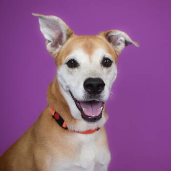 Rescue Labrador Retriever and Mixed Breed Dogs for Adoption in West Palm Beach, Florida - Rufus | PetCurious